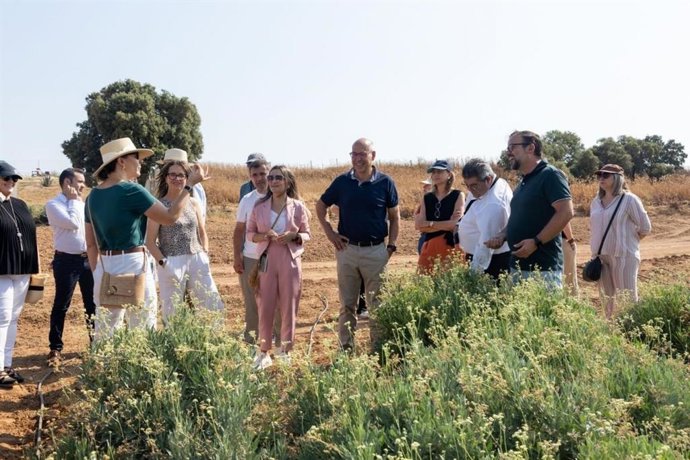 Visita a una zona de cultivo de guayle en Santa Cruz de la Zarza (Toledo).