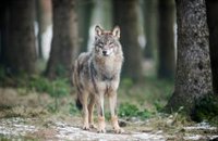 Ecologistas critican que el recurso ante el TC por la desprotección del lobo no haya sido presentado por el Gobierno