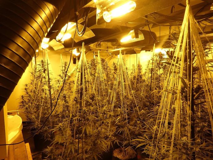 Plantación de marihuana en Les Valls d'Agilar (Lleida)