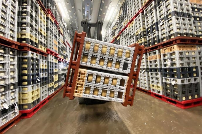 Archivo - Un operario voltea un palé de quesos en un secadero.