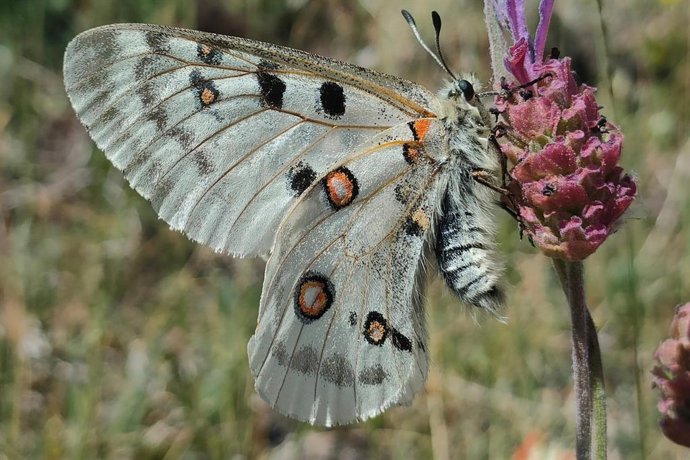 Mariposa apolo ('Parnassius apollo')
