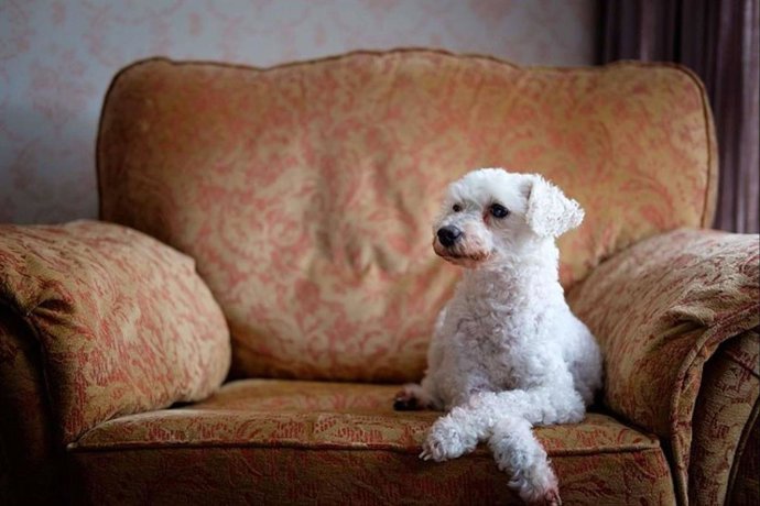 ¿Un perro ideal para un piso? 5 características que se deben conocer
