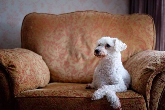 ¿Un perro ideal para un piso? 5 características que se deben conocer