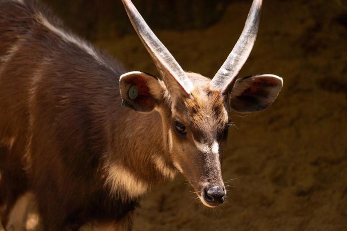 Sitatunga occidental en Bioparc Fuengirola