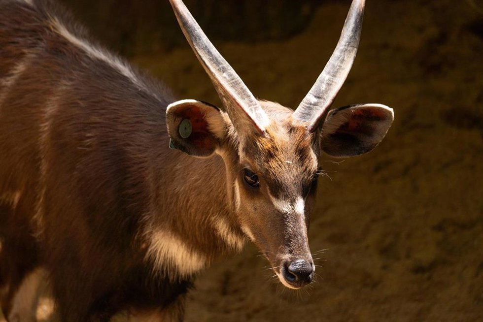 Sitatunga occidental en Bioparc Fuengirola