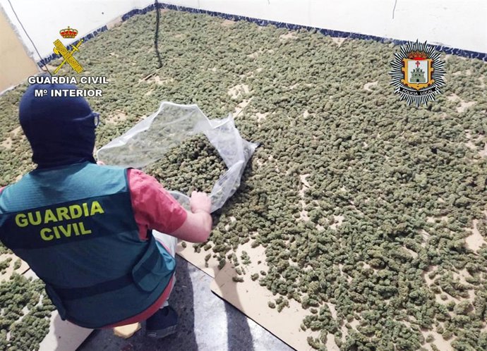 Guardia Civil desmantela 11 invernaderos indoor con más de 1.000 plantas de cannabis y detiene a 9 personas