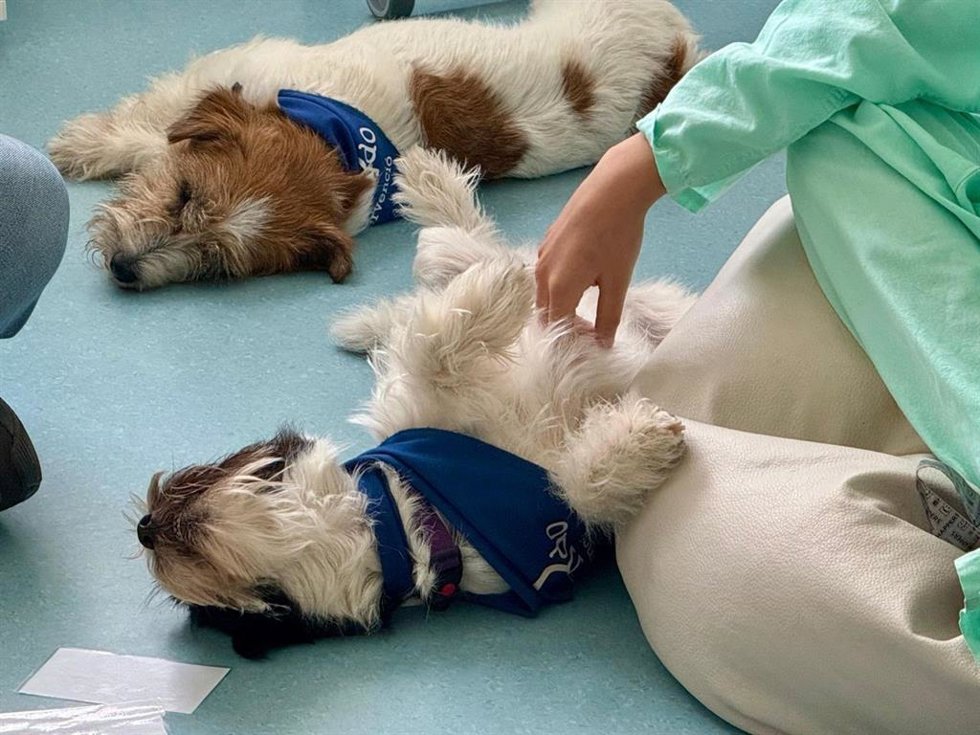 Dos de los perros de la terapia
