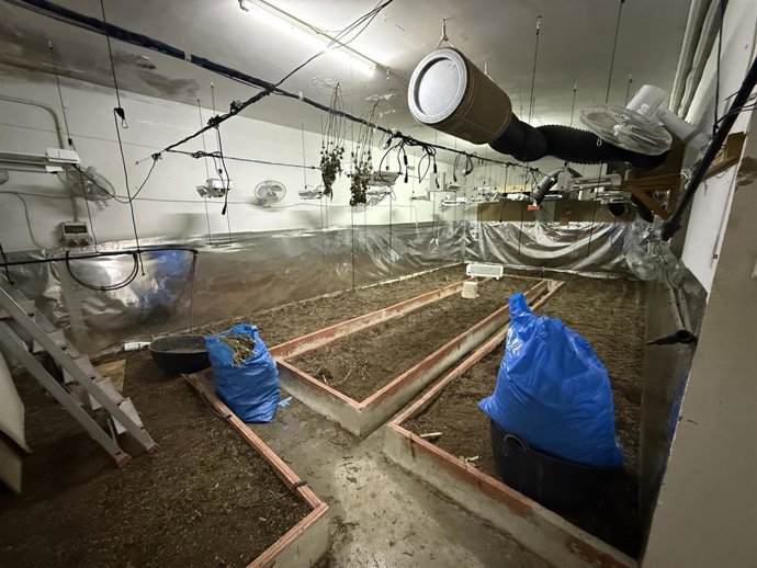 Plantación de marihuana en Lucena.