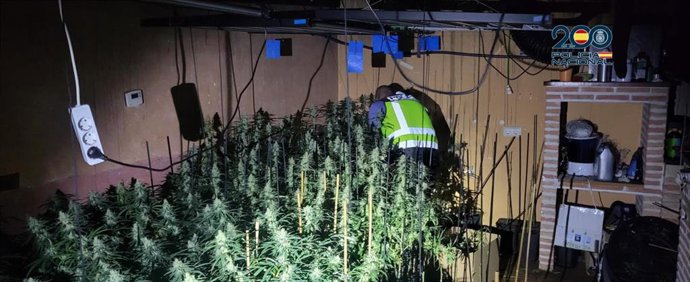 Plantación de marihuana.