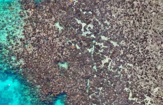 El equipo analizó el estado del coral antes y después del blanqueamiento. Esta imagen fue captada con un dron después del blanqueamiento.