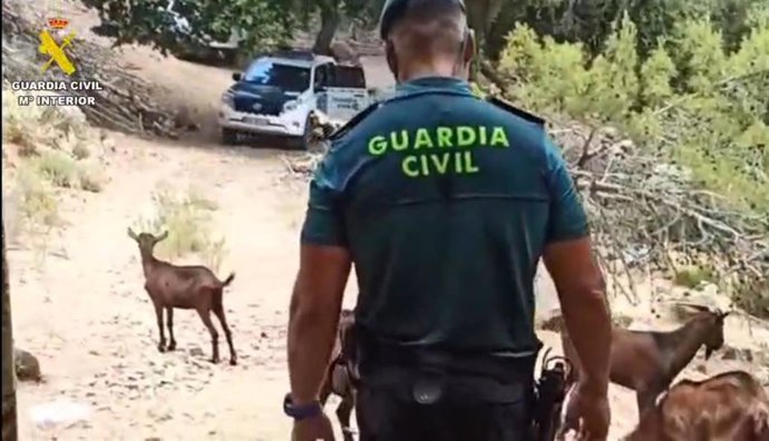 50 Ejemplares De 'Boc Balear', Liberados Por La Guardia Civil