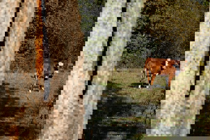 Imagen de archivo de una vaca