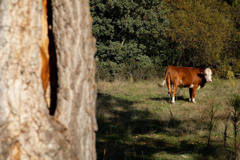 Imagen de archivo de una vaca