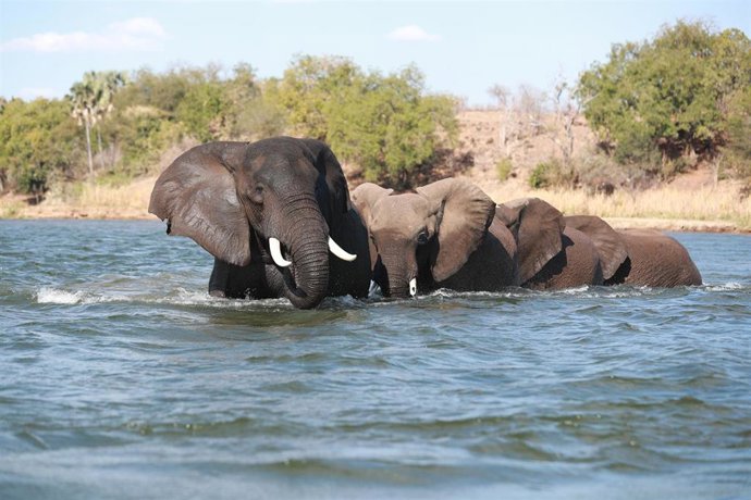 Archivo - Un gripo de elefantes atraviesa el río Zambezi, en Zambia