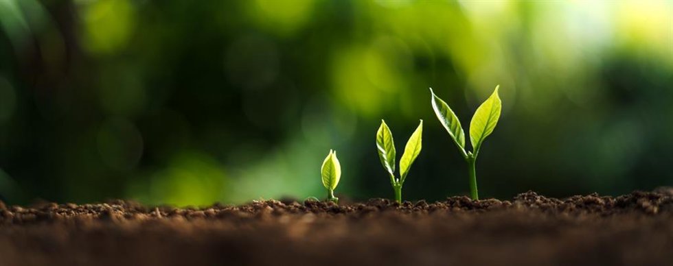 Las plantas jóvenes ignoran las alertas de sequía y priorizan el crecimiento del tallo para captar luz, según CSIC.