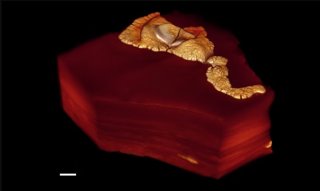 Imagen 3D obtenida mediante microtomografía de rayos X de un organismo multicelular macroscópico que data de hace 2.100 millones de años (Cuenca Francevillian, Gabón).
