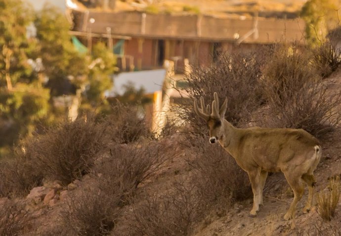 Sólo está protegido el 12% del hábitat del ciervo sudamericano llamado taruka, según la Autónoma de Madrid.