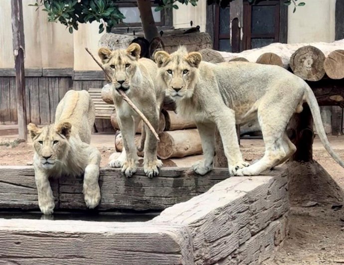 Makhulu, Silbán e Irati, los tres leones que nacieron en el parque en 2023