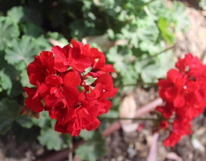 El Jardín Botánico-Histórico La Concepción de Málaga ha elegido como planta del mes de julio al genanio. Se trata de una planta típica en los jardines andaluces con sus flores rojas, escarlatas, rosadas o blancas, aunque es originaria del sur de África