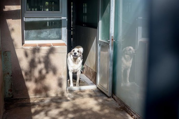 Archivo - Un perro durante una visita a las instalaciones del Integral de Acogida de Animales (CIAAM) del consejero de Medio Ambiente, Agricultura e Interior de la Comunidad de Madrid, Carlos Novillo, a 8 de agosto de 2023, en Madrid (España). Actualmente