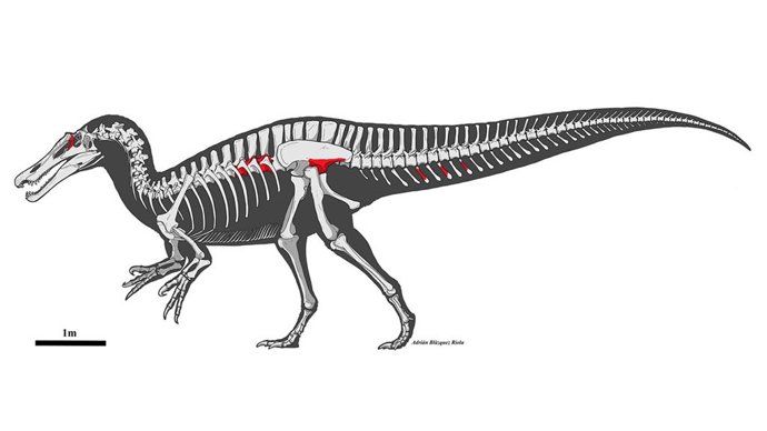 Identificados los restos de un espinosaurio de gran tamaño, el mayor dinosaurio carnívoro que habitó en la península ibérica en el Cretácico Inferior