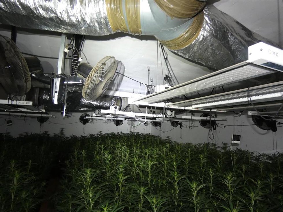 Cultivo de marihuana en Sils