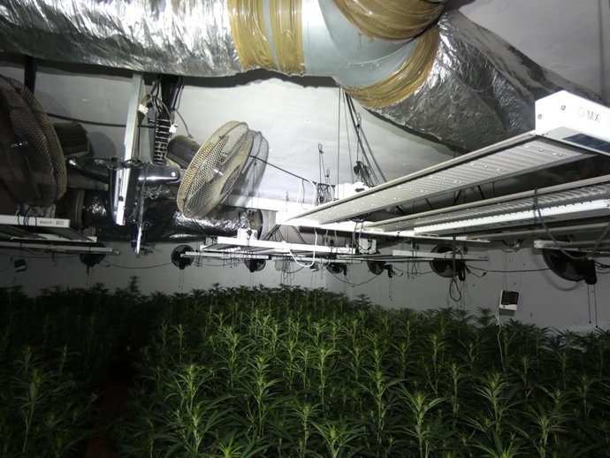 Cultiu de marihuana a Sils