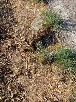 Lugar donde pretendía iniciar el fuego el detenido.