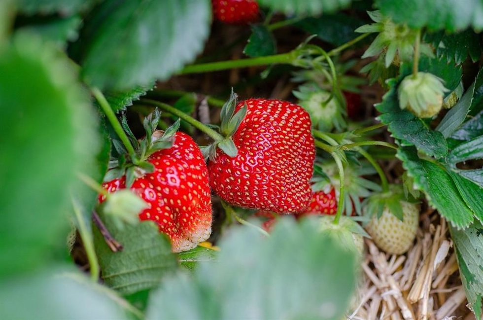 Fresas