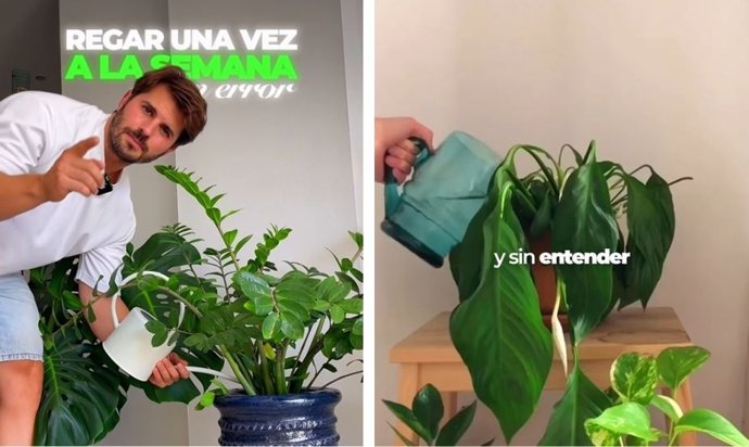 Un experto avisa: regar tus plantas una vez a la semana provoca hojas amarillas y raíces podridas