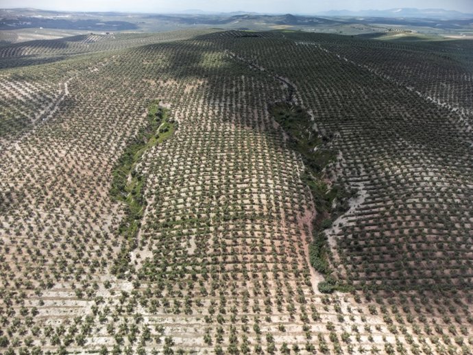 Grandes cárcavas en la Campiña de Córdoba.