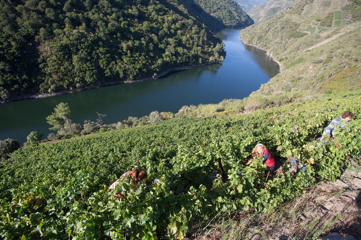 Gobierno y CCAA reparten 195 millones para intervenciones en sector del vino, con 16 acciones y 9,8 millones en La Rioja