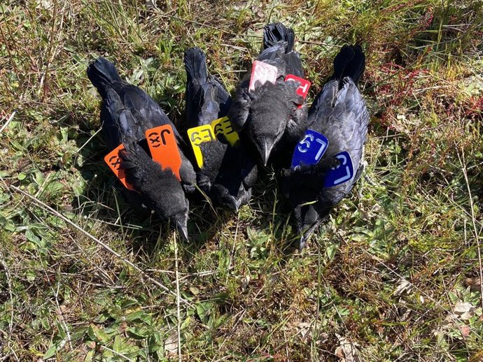 Cornejas negras objeto de estudio de una investigación de la Universidad de León (ULE).