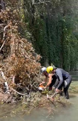 Retirada del árbol caído en el río.
