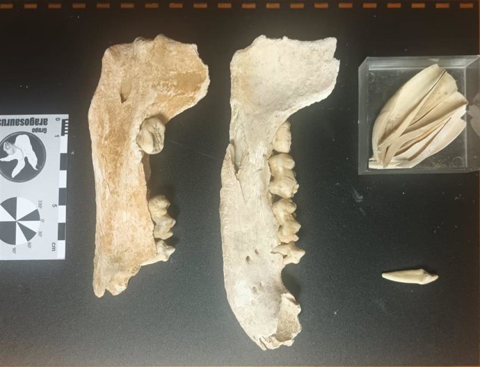 Restos fósiles hallados, preparados para ser estudiados por el grupo Aragosaurus IUCA.