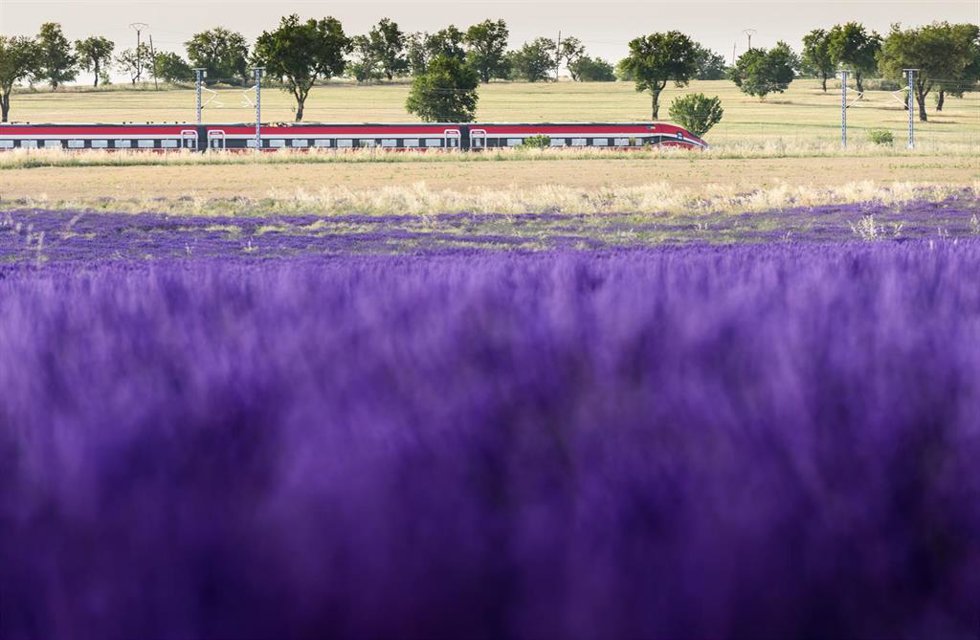 Archivo - Un tren cercano a los campos de lavanda, a 30 de junio de 2023, en Brihuega, Guadalajara, Castilla La-Mancha (España). Brihuega, conocida como El Jardín de la Alcarria, fue la pionera hispana en el cultivo de lavanda hace 30 años. La siega y