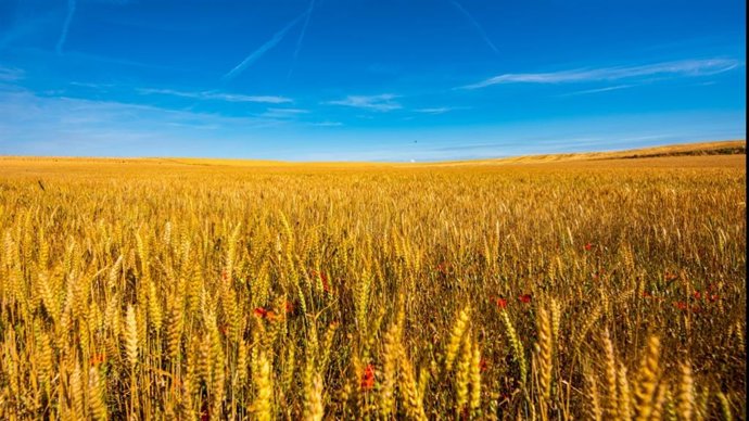 Archivo - El Govern destinará 30 millones para el Plan de seguros agrarios 2025