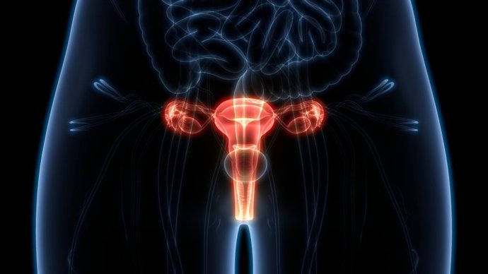 Archivo - Ovarios. Sistema reproductor femenino.