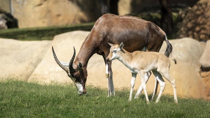 Blesboks en Bioparc