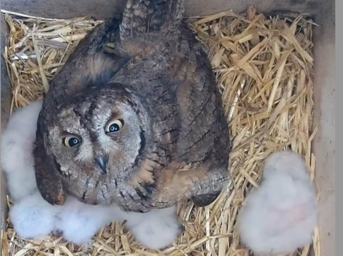 La madre autillo atropellada y sus crías