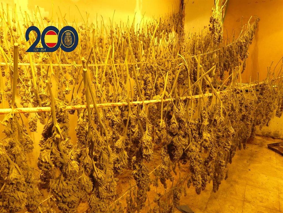 Imagen del secadero de marihuana encontrado en una casa de Molina de Segura
