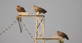 La Junta contará con más de once millones para adaptar las líneas de alta tensión para proteger la avifauna
