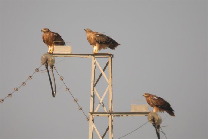Archivo - Aves sobre un tendido eléctrico.