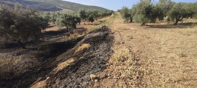 Uno de los olivares afectados por incendios de la cubierta vegetal en el terreno.