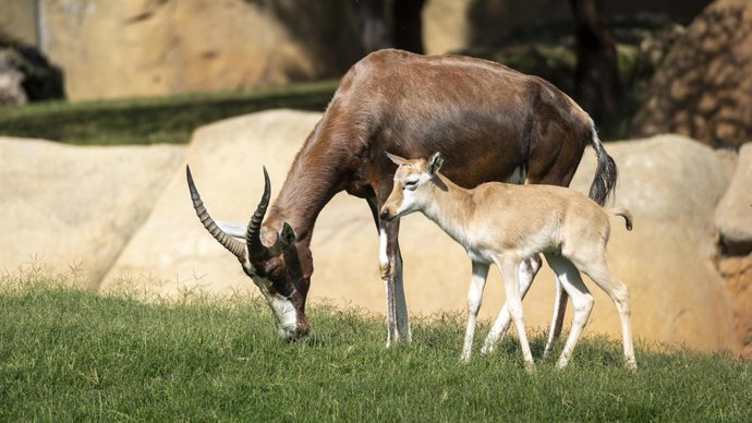 Blesboks en Bioparc