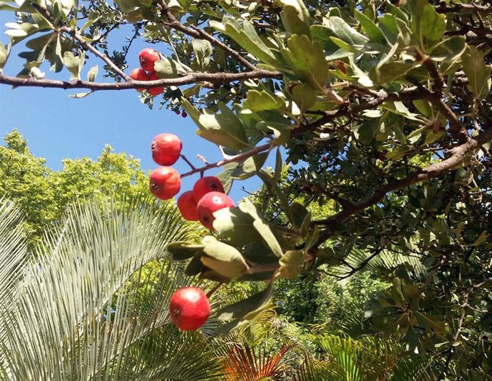 Archivo - Acerolo, en imagen de archivo