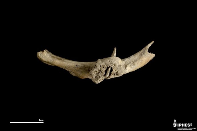 Uma flecha encontrada incrustada em uma costela humana de mais de 4.000 anos atrás