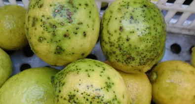 EpAgro - Unión Europea