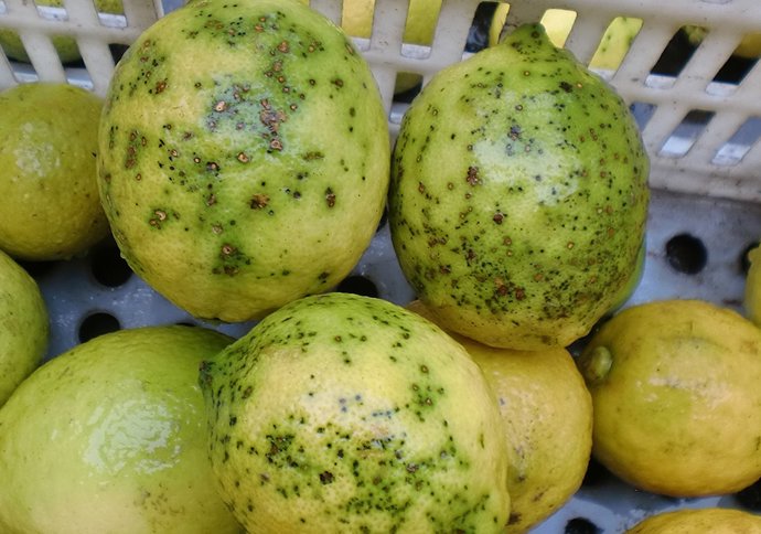 Archivo - Limones con mancha negra
