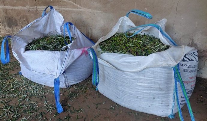 Archivo - Los agricultores piden medidas contra los robos de aceitunas.